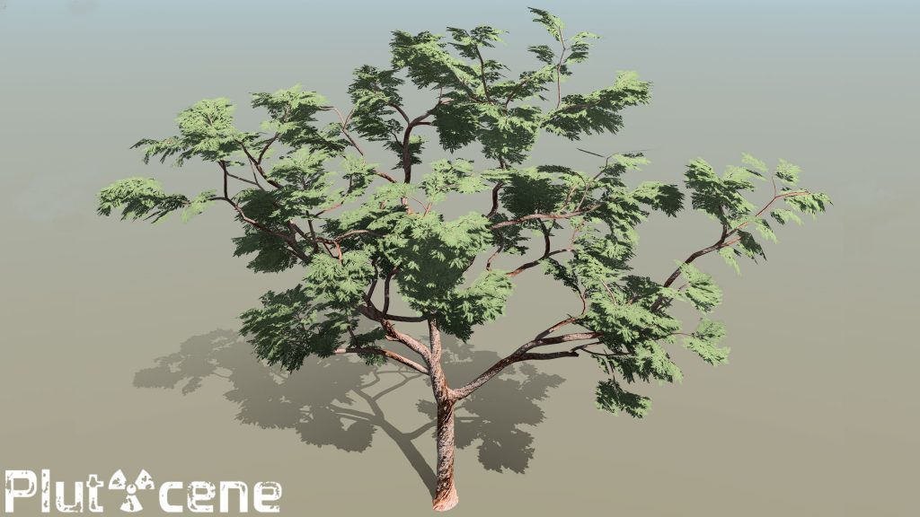 Eucyalyptus (Red Gum) Tree